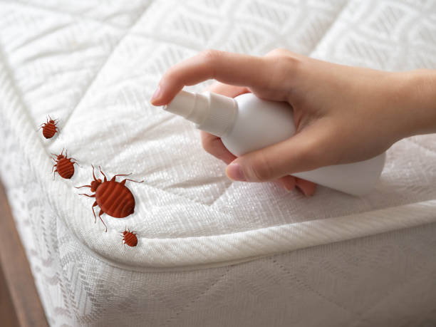 Best Termite Control Services  in Lisbon, ND